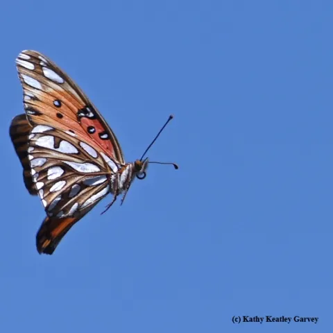 A Gulf Fritillary (Agraulis vanillae) in flight. (Photo by Kathy Keatley Garvey)