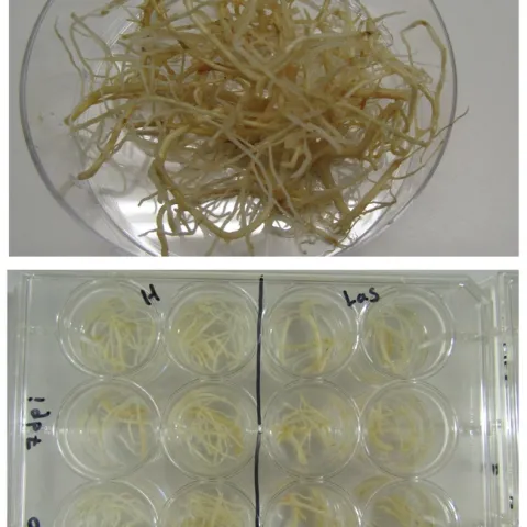 CLas hairy root culture production and high-throughput screening of inhibitors in vitro.