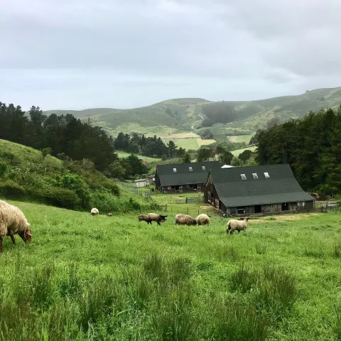Sheep on back pasture near Dean Trail