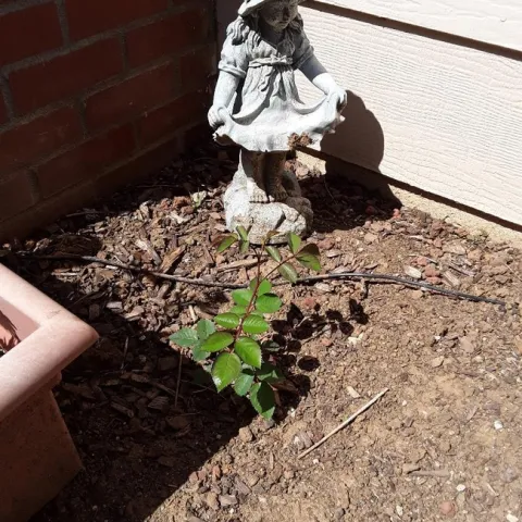 photos by Betty Victor