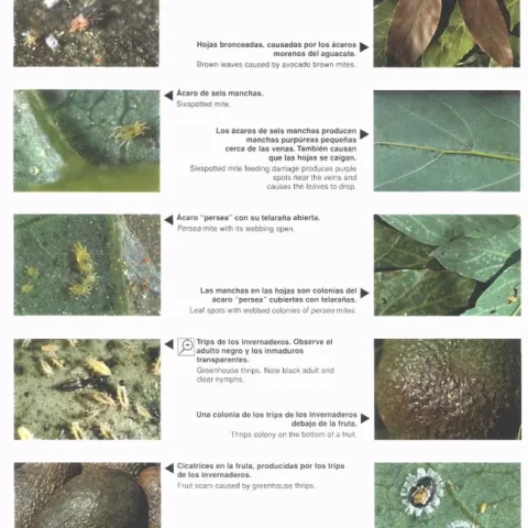 avocado pest sheet