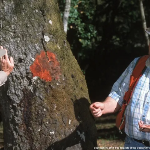 Sudden oak death bark sampling. (Photo: Evett Kilmartin)