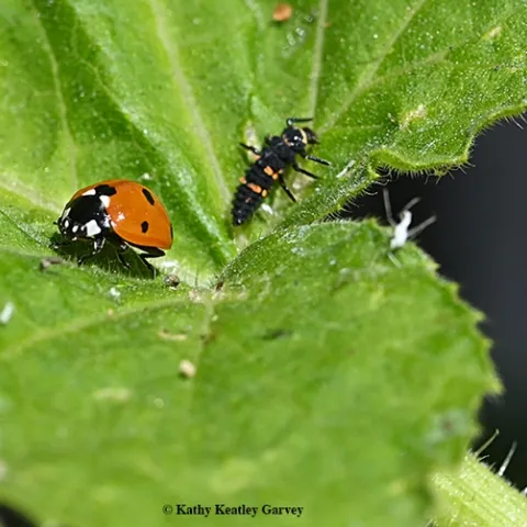 An adult lady beetle (aka ladybug) and a larva. (Photo by Kathy Keatley Garvey)