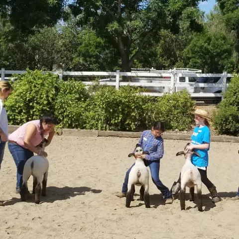 4-H'ers practice showmanship