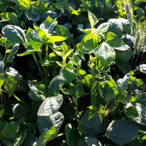 Figure 1. Vigna unguiculata cv. 'Red Ripper' cover crop with some volunteer wheat.