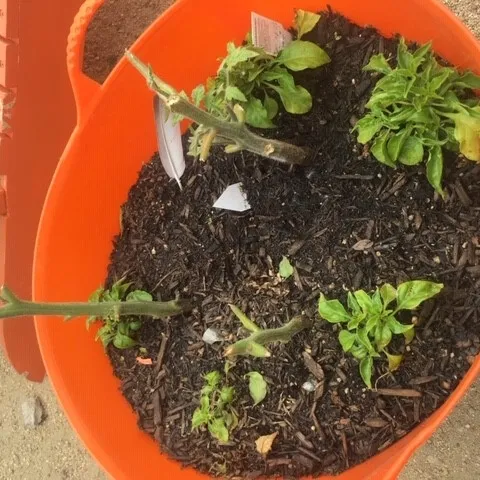 Only tomato stumps left.