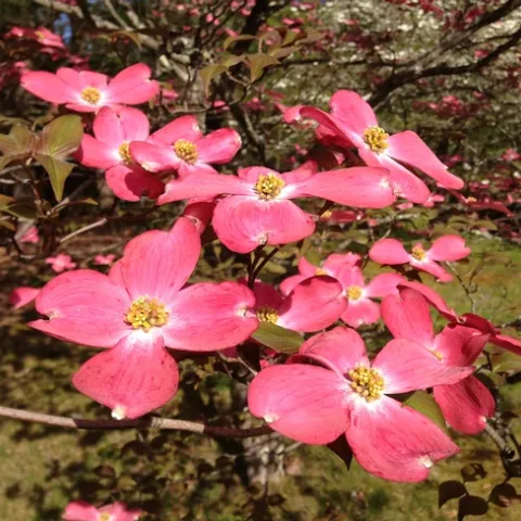 Cornus florida closeup of pink flower by Famartin