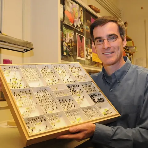 UC Davis pollination ecologist Neal Williams seeks to sustain both wild and managed bees. (Photo by Kathy Keatley Garvey)