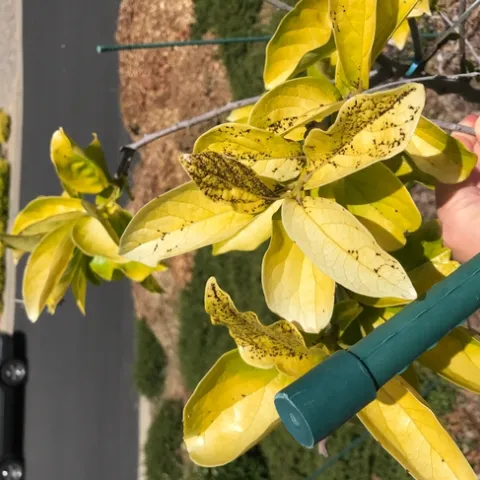 Black spots on Persimmon