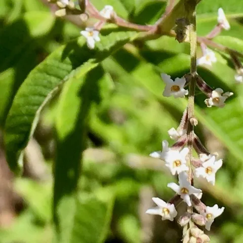Lemon verbena. photo by Michelle Davis
