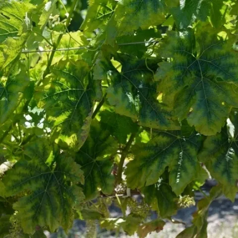 Figure 1. Cabernet Sauvignon in SLO County with magnesium deficiency symptoms.