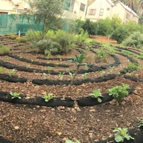 This small urban farm in downtown Los Angeles is part of the Episcopal Diocese Seeds of Hope program. It includes a living labyrinth for reflection, as well as flowers, fruit trees, herbs and vegetables for distribution in the community.
