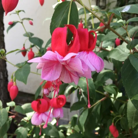 Photo By Linda Lewis Griffith