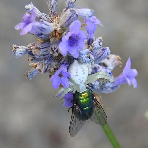 A crab spider dines on a green bottle fly in a lavender patch in Vacaville, Calif. (Photo by Kathy Keatley Garvey)