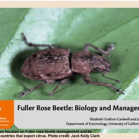Online Course - Fuller Rose Beetle