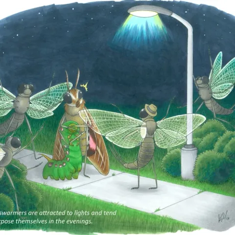 "The swarmers are attracted to lights and tend to expose themselves in the evenings." Sentence by one of Lynn Kimsey's students; illustration by UC Davis graphic artist/entomology student Karissa Merritt.
