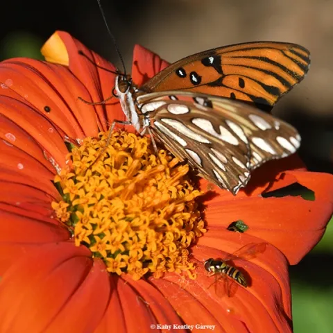 A Gulf Fritillary shares a Mexican sunflower (Tithonia) with a hover fly (Syrphid). (Photo by Kathy Keatley Garvey)