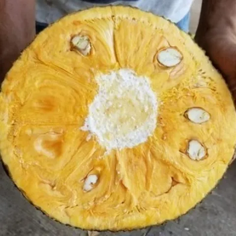 jackfruit slice