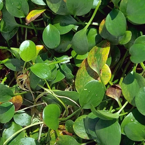 Photo 1. Spongeplant growing on the water surface. Photo by J.M. DiTomaso.