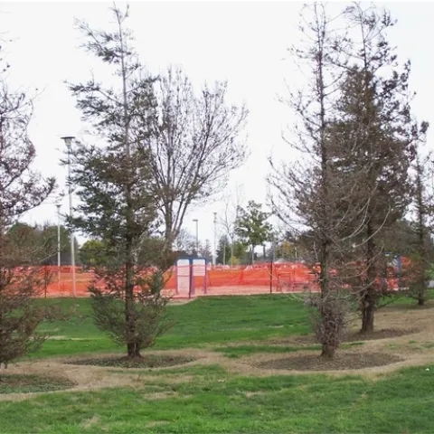 Dead redwood trees. (Ed Perry, UCCE Stanislaus)