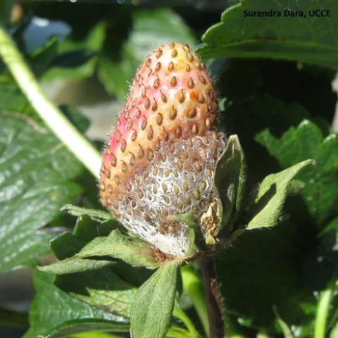 Botrytis fruit rot-Surendra Dara