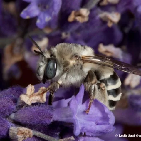 Solar energy can be used to protect pollinator habitat, according to a research paper published July 9 in the journal Nature. This is Anthophora urbana, a ground-nesting solitary bee which has a broad distribution including the Mojave Desert. It is a floral generalist collecting pollen and nectar from many species of plants, says UC Davis entomologist Leslie Saul-Gershenz. (Photo by Leslie Saul-Gershenz)