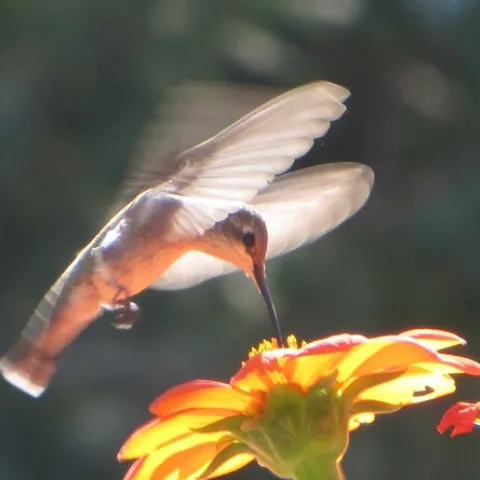 Anna's Hummingbird by J. Alosi