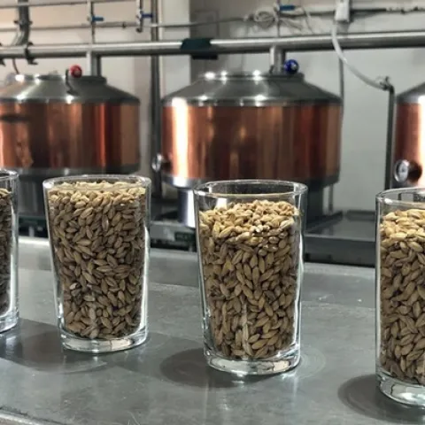 four clear glass tumblers filled with barley are lined up on a counter with copper beer-brewing tanks in the background.