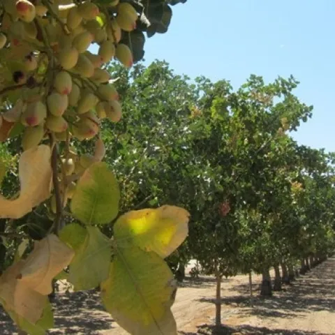 Scientists expect pistachio trees to be more resilient to California climate change than the ubiquitous almond.