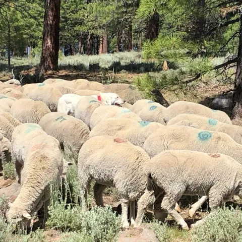 66387385 2821497021211940 4649452735307972608 n