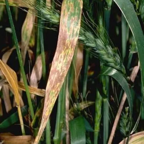 Early septoria infection
