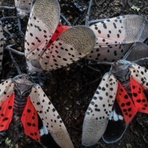 Spotted-lantern-fly-Adults-1024x394