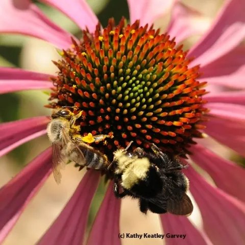 A honey bee and a yellow-faced bumble bee (Bombus vosnesenskii) share a purple cone flower. (Photo by Kathy Keatley Garvey)
