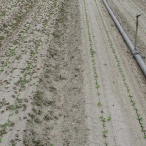 Figure 1. On left: Kerb at 3.5 pints/A applied at planting; On right Kerb at 3.5 pints/A
+ Prefar at 1.0 gallon/A applied at planting. The main weed is common purslane which
was not controlled by Kerb because it was pushed below the zone of germinating
weed seeds by the germination water