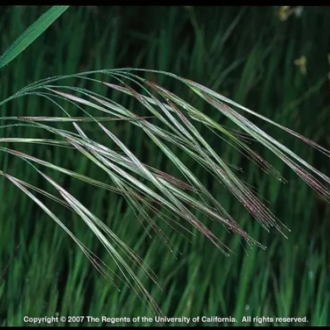 Non-native Bromus species, such as ripgut brome, grow fast and dry out quickly, becoming highly flammable.