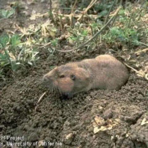 Pocket gopher.jpg (UC ANR)