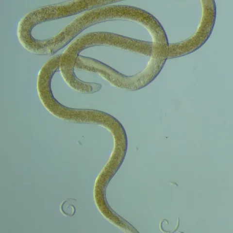 nematodes