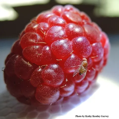 Spotted wing drosophila on raspberry. (Photo by Kathy Keatley Garvey)