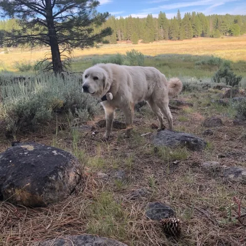 One of the LGDs in my behavior study - sporting his fancy GPS collar!