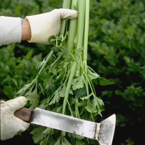 Celery harvest and trimming UC ANR