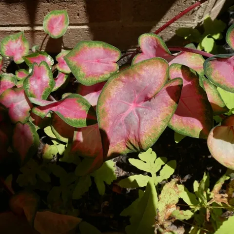 photos by Launa Herrmann