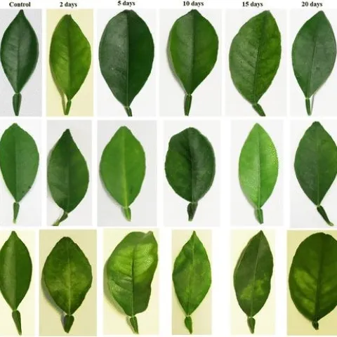 HLB symptoms post inocculation