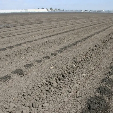 Photo 1. Seeded lettuce field being germinated with buried drip.