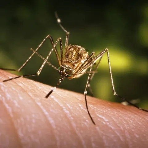 C. tarsalis, the mosquito that can spread West Nile virus. (James Galthany, CDC)