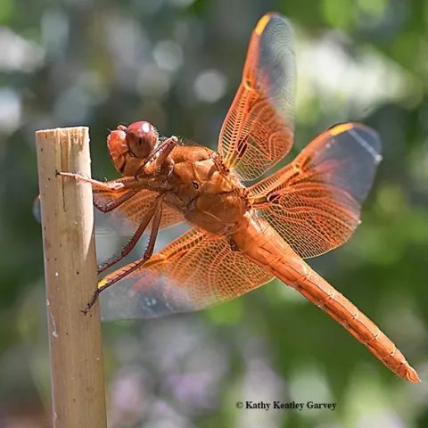 How magical is the dragonfly! This is a male flameskimmer, Libellula saturata, photographed in Vacaville, Calif. (Photo by Kathy Keatley Garvey)