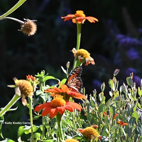 Yes, that's a monarch! A monarch touched down in a Vacaville, Calif. pollinator garden at 5 p.m. Aug 9. It's nectaring on Mexican sunflower (Tithonia). (Photo by Kathy Keatley Garvey)