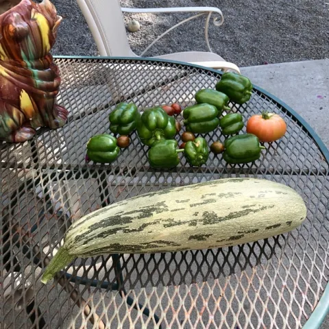 photos by Trisha Rose