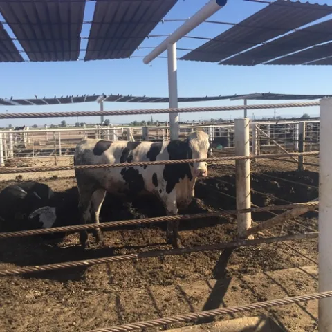 Desert Research and Extension Center Feedlot, Imperial California