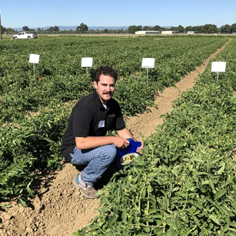 Plant Sciences grad student Matt Fatino, UC Davis, addressing herbicide control for broomrape weed in tomato fields. (photo Ann Filmer/UC Davis)