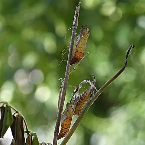 Pupal cases: a stark reminder that two anise swallowtail butterflies eclosed. (Photo by Kathy Keatley Garvey)